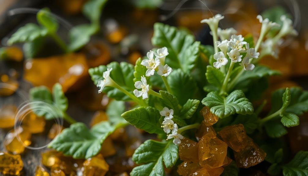 aromatic sensory experience detailed