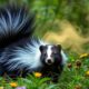 skunk spray pungent odor