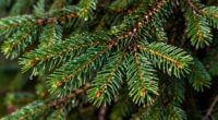 crisp woody invigorating scent