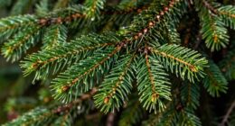 crisp woody invigorating scent