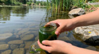 E Pluribus Algae: Why Green Pond Scum Is as American as Red, White and Blue