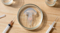 Jellyfish Can Heal Wounds In Minutes. Scientists Want Their Secrets