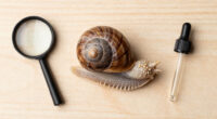 Snails' Teeth Beats Spider Silk As Nature's Strongest Material (2015)