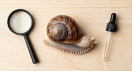 Snails' Teeth Beats Spider Silk As Nature's Strongest Material (2015)