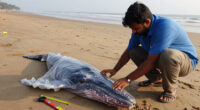 What Happens After A Whale Strands On A Mumbai Beach? - News - Mongabay