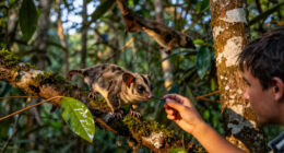 Tiny Possum And Glider Thought Extinct For 6000 Years Found In Remote West Papua